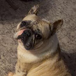 Maggie - French Bulldog