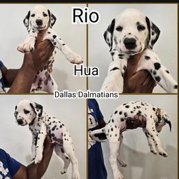 Rio - White and black male Dalmatian puppy in Mesquite, Texas from Dallas Dalmatians