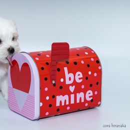 Maltese and Maltipoo Puppies from Chez Lexi Kennels