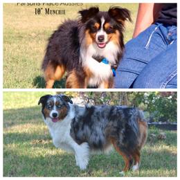 Miniature American Shepherd puppies from Roeboat Aussies