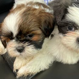 Shih Tzus and Yorkshire Terriers from Steel Blue Diamond Kennel