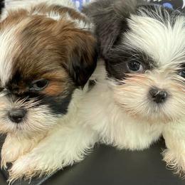 Shih Tzus and Yorkshire Terriers from Steel Blue Diamond Kennel