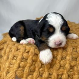 Buddy - Tri-color male Bernedoodle puppy in Alpharetta, Georgia from Doodles of Buckhead