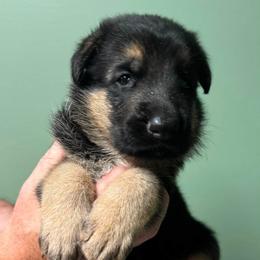Brown - Black and red male German Shepherd puppy in Hancock, New Hampshire from Kysarah German Shepherds