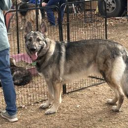 Titan - Shiloh Shepherd