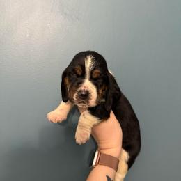 Ronald Weasley - Black white and brown male Basset Hound puppy in Leroy, Michigan from Iron Sentry Farms