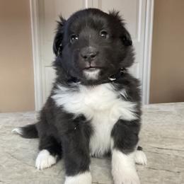 Shetland Sheepdog Puppies from Kochar Shelties