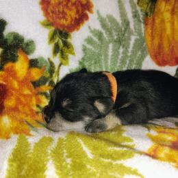 Orange boy - Black and silver male Miniature Schnauzer puppy in Mineola, Texas from Nikkis Minis