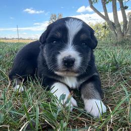Sweet Girl 4-Black Tri - Black tri-color female Australian Shepherd puppy in Mayfield, Kentucky from Hamilton Farms