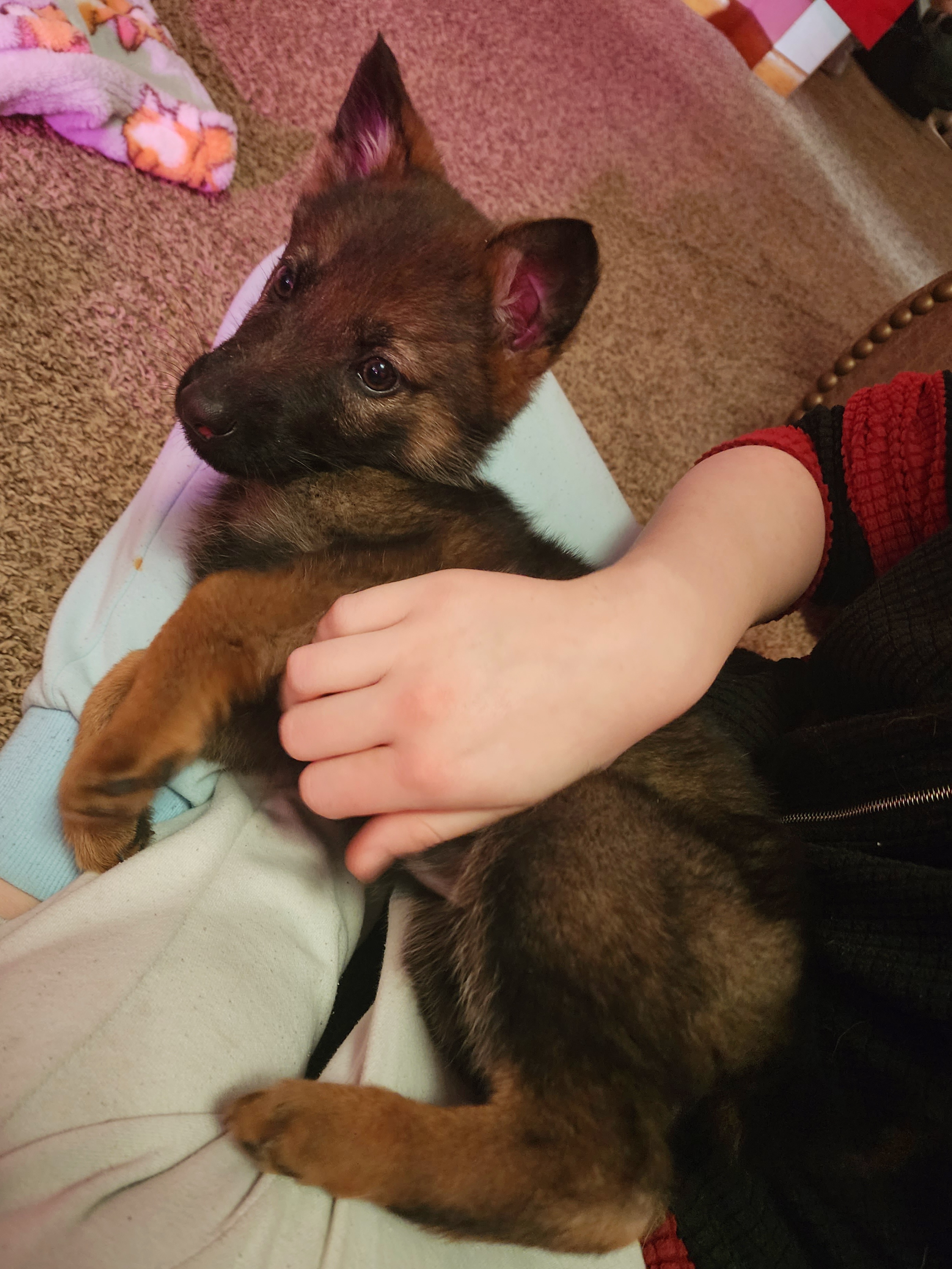 German Shepherd and Pembroke Welsh Corgi Puppies from Tiny Titans K9