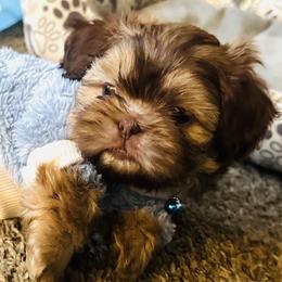 Buster - Sable male Shih Tzu puppy in Merrillville, Indiana from Gibbs Gorgeous Paws LLC
