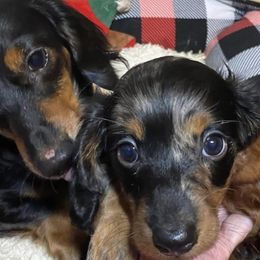 Dachshunds from Hilltop Doxies