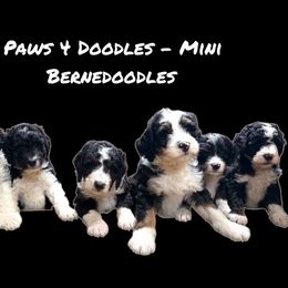 WL Spot 2 - Tri-color male Bernedoodle puppy in Henrico, Virginia from Paws 4 Doodles, LLC