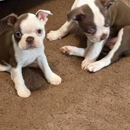 Girl fusia - Brindle and white female Boston Terrier puppy in Taylorsville, North Carolina from Jessica's Boston Terriers