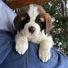 Blue Collar - Brown and white female Saint Bernard puppy in New York from Johnson Farms