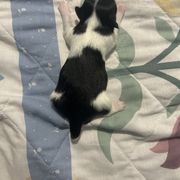 Girl 4 - White and black female Japanese Chin puppy in Connecticut from Lissette's pups chins and bullies
