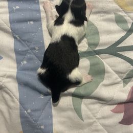 Girl 4 - White and black female Japanese Chin puppy in Connecticut from Lissette's pups chins and bullies