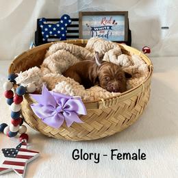 Glory - Purple Collar Female - Red  female Goldendoodle puppy in Bradenton, Florida from Suncoast Goldendoodles