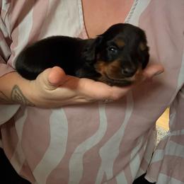 Boy 2 - Black and tan male Dachshund puppy in Chittenango, New York from Diamond Dachshunds