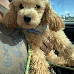 Teddy - Poodle