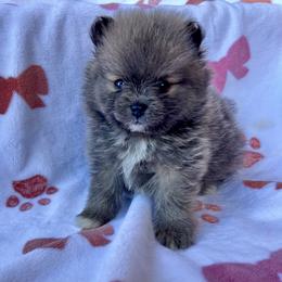 Audi - Blue male Pomeranian puppy in Inola, Oklahoma from My Bella’s Pomeranians