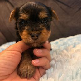 Brad Pitt - Black and tan male Yorkshire Terrier puppy in San Antonio, Texas from Sweet as dessert puppies