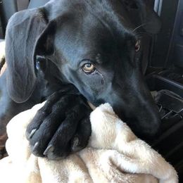 Great Dane Puppies from Black Tie Danes