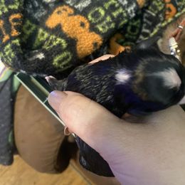 Puppy 4 - Black female Chihuahua puppy in Folsom, Louisiana from Garrett’s Chihuahuas and Poodles