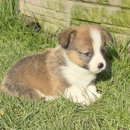 Cinnamon - White and red female Pembroke Welsh Corgi puppy in Keizer, Oregon from Grit Phillips