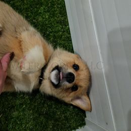 Wednesday - Red female Pembroke Welsh Corgi puppy in Kiowa, Colorado from Cool Water Corgis LLC