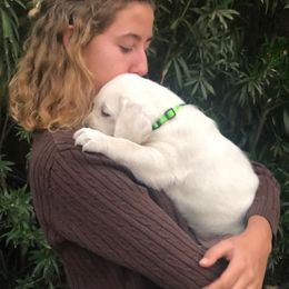 Labrador Retriever Puppies from AKC Arcadia Labs