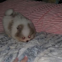 Jasmine - Tri-colored female Pomeranian puppy in Angleton, Texas from Pomeranian Palace, LLC