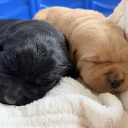 Bandit - Yellow male Labrador Retriever puppy in Canton, Georgia from Dukes Retirevers
