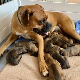 Litter - Brindle male Boxer puppy in Cache County, Utah from Red Rock Boxers