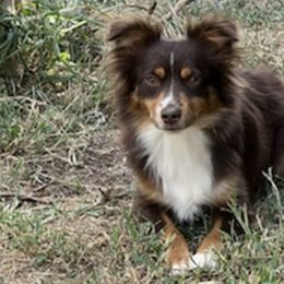 Miniature Australian Shepherds from Flying H Mini Aussies