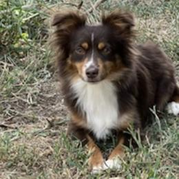 Miniature Australian Shepherds from Flying H Mini Aussies