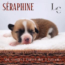 Séraphine - Red female Pembroke Welsh Corgi puppy in Pine Village, Indiana from NL Horsemanship