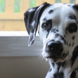 Dalmatians from Batik Dalmatians