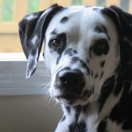 Dalmatians from Batik Dalmatians