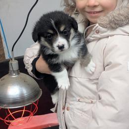 Boy 1 - Black and tan male Pembroke Welsh Corgi puppy in Edinburgh, Indiana from J Bar M Corgis