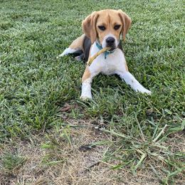 Beagle Puppies from Leslie Beagles of Leslie Farm