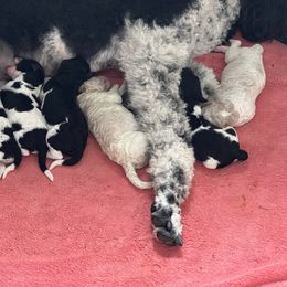 Goldendoodle, Golden Retriever, and Poodle Puppies from Angelic Goldens