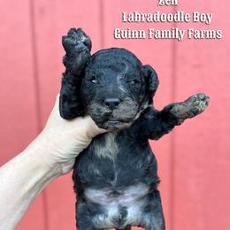 Zen - Merle male Labradoodle puppy in Grove, Oklahoma from Guinn Family Farms