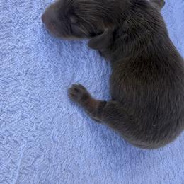 Susan - Chocolate female Dachshund puppy in Gold Canyon, Arizona from Silverking Kennels