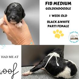Panda: White Collar - Parti female Goldendoodle puppy in Raceland, Louisiana from Cajun Doodles