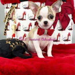 Jeremiah - Chocolate brindled fawn male Chihuahua puppy in Anderson, South Carolina from Lil Treasures Chihuahuas