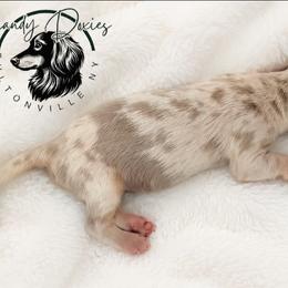 Arrow - Dapple male Dachshund puppy in Fultonville, New York from Sandy Aussies & Pomeranians