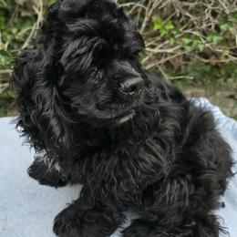 Little Smokey - Black male Cocker Spaniel puppy in Comfort, Texas from D&D Hill Country Cockers and Chihuahuas