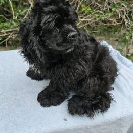 Little Smokey - Black male Cocker Spaniel puppy in Comfort, Texas from D&D Hill Country Cockers and Chihuahuas