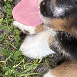 Australian Shepherds from CJ Farm and Kennels